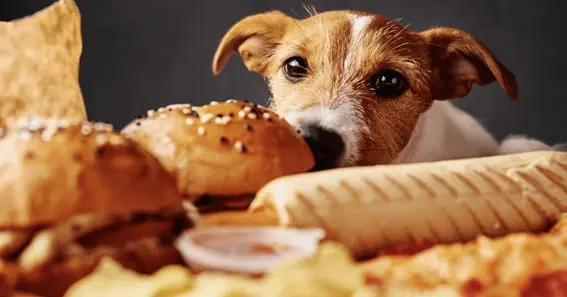 Can Dogs Eat Bread