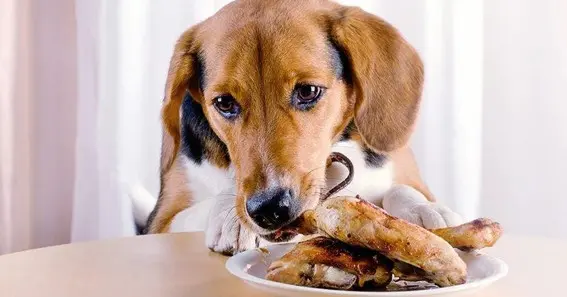 Can Dogs Eat Raw Chicken