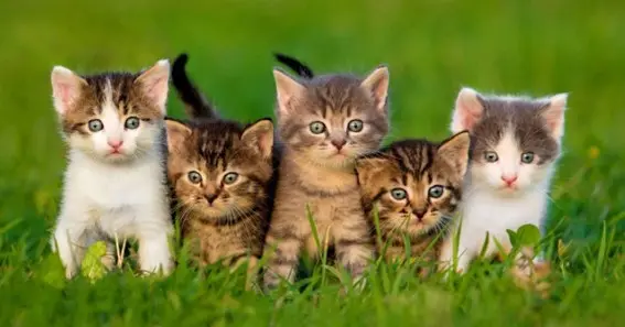 What Is A Group Of Cats Called