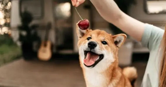 Can Dogs Eat Cherries