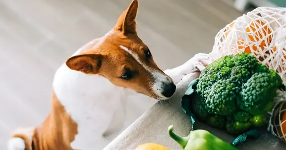 Can Dogs Eat Broccoli